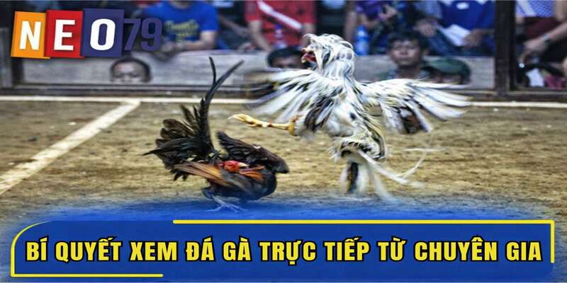 Bí quyết xem đá gà trực tiếp hiệu quả từ chuyên gia