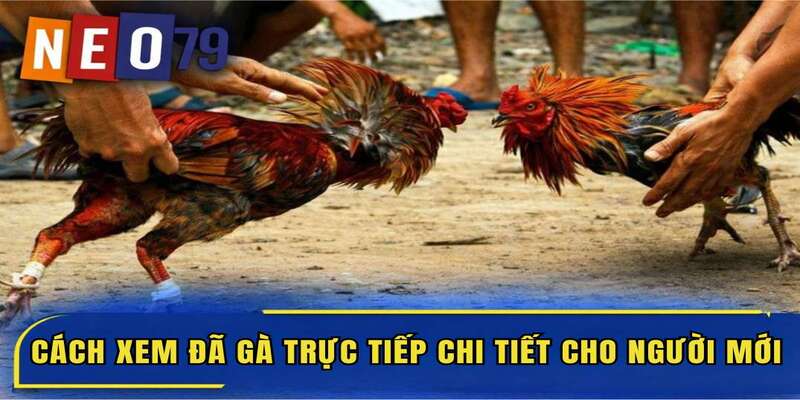Cách xem đá gà trực tiếp chi tiết cho người mới
