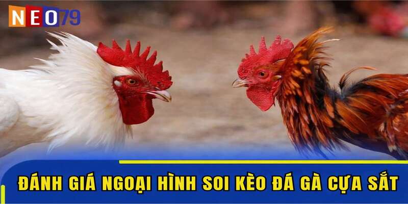 Đánh giá ngoại hình soi kèo đá gà cựa sắt cực chuẩn