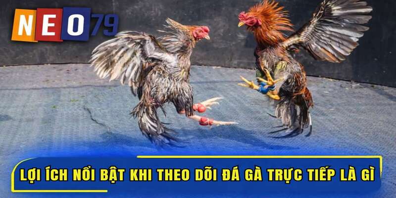 Lợi ích nổi bật khi theo dõi đá gà trực tiếp là gì?